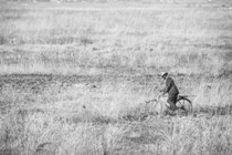 Man with a bicycle walking along savanna - Zimbabwe