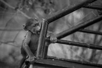 Young vervet monkey on the back of pick-up truck – Zimbabwe