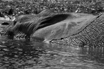 Dying elephant in the Chobe national park, Botswana