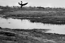 Marabou Stork and two crocodiles in Chobe national park, Botswana