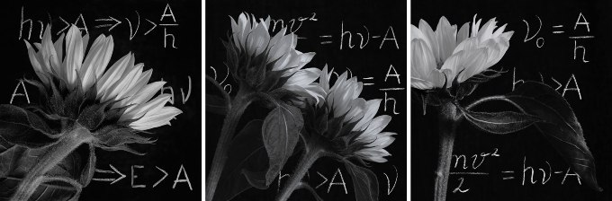 Sunflowers in front of phisics equations on the blackboard