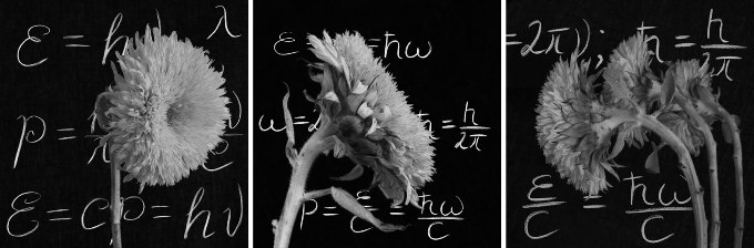 Sunflowers in front of phisics equations on the blackboard