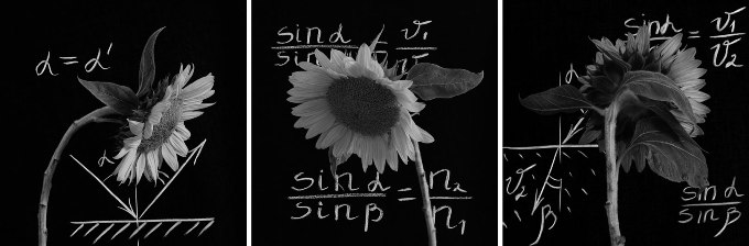 Sunflowers in front of phisics equations on the blackboard